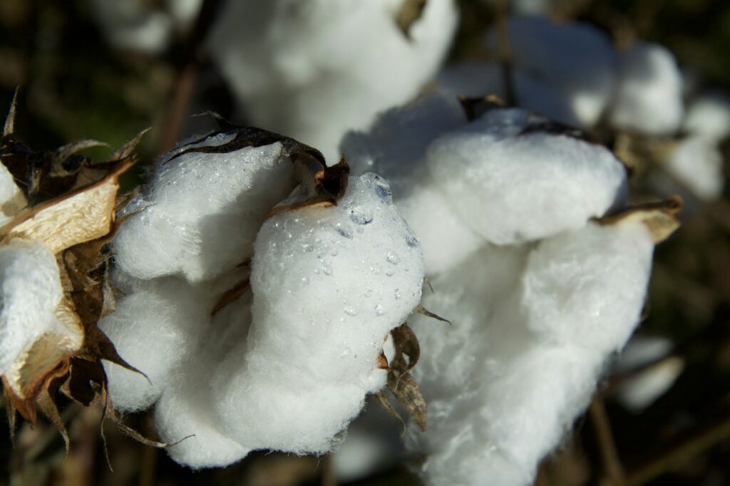 Baumwollkapseln mit Tautropfen, Rohstoff für Kleidung mit Textilsiegel